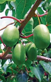 Mini-Kiwi der Sorte «Ambrosia Grande». (Bilder: Ruth Bossert)