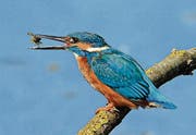 Erfolg des Naturschutzes: Der Eisvogel ist zurückgekehrt. (Bild: Eric Sauser)