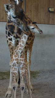 Das Giraffenbaby mit seiner Mama. (Bild: pd)