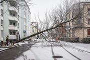 Fünf Rosskastanien hat die Rorschacherberger Firma Gebrüder Fuchs gestern an der Löwenstrasse gefällt. (Bild: Jil Lohse)
