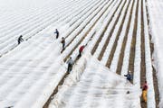 Das Abdecken von Erdbeerfeldern mit einem Vlies bietet den empfindsamen Blüten der Pflanzen einen gewissen Schutz vor Temperaturen im Minusbereich. Wo Berieselungsanlagen verlegt sind, kann auch das aufwendige «Einfrieren» Schutz bieten.