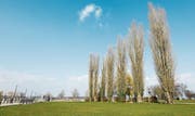 In dieser Säulenpappel-Allee werden Bäume gefällt. (Bild: Donato Caspari)