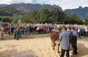 An der Gamser Viehschau auf dem Marktplatz an der Gasenzenstrasse wurden am 14. Oktober über 420 Tiere aufgeführt. (Bild: PD)
