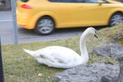 Dieser Jungschwan hat sich in seiner Not direkt am Strassenrand niedergelassen. (Bild: Thomas Schwizer)