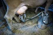 Die Lage auf dem Schweizer Milchmarkt ist für den Bauernpräsidenten nicht länger akzeptabel. (Bild: Benjamin Manser)
