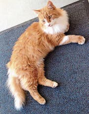 Diese hübsche Katze ist in Grabs zugelaufen. (Bild: PD)