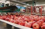 Der Redlove ruckelt auf Transportbändern zur optischen Sortiermaschine. (Bild: Hanna Mauder)