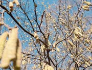 Wegen des milden Januars blüht der Haselstrauch bereits früher als normal. (Bild: Susanne Basler)