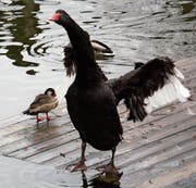 Gestutzte Flügel verhindern, dass der schwarze «Trauerschwan» den Ententeich im Wiler Stadtweier verlassen kann. (Bild: Simon Dudle)