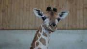 Das Giraffenbaby im Kinderzoo in Rapperswil. (Bild: pd)