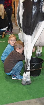 Der Nachwuchs macht erste Melkversuche. (Bilder: Adi Lippuner)