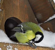 Er will Futter! Ornithologen hin oder her. (Bild: Bert Stankowski)