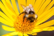 Bumblebee, garden (Bild: WWF Schweiz)