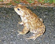 An Ostern machte sich Katrin Szacsvay nachts auf die Suche nach den wandernden Kröten – und wurde fündig. (Bild: Katrin Szacsvay)