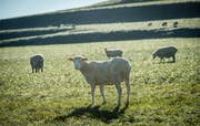 Vier Schafe wurden Opfer von Jägersschüssen. (Bild: Reto Martin)