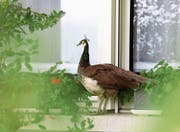 Des einen Freud, des anderen Leid: Dieser Pfau ist seit fünf Wochen auf Dächern und in Gärten zu bestaunen (Bild: Raphael Rohner/FM1 Today)
