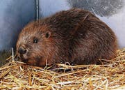 Während einer Umsiedlung: Einer von rund 500 Biber im Thurgau. (Bild: pd)