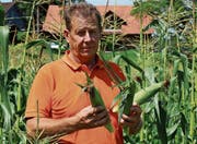 Josef Grob hat mit dem Anbau von Süssmais eine Nische entdeckt. (Bild: Trudi Krieg)