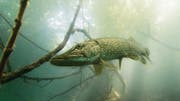 Hecht im Alten Rhein bei Diepoldsau. Die Raubfische sind bei Tauchgängen regelmässig anzutreffen.
