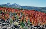 Ein Quinoa-Feld in Bolivien am Fusse des Vulkans Tunupa. (Bild: John Warburton-Lee/Getty)