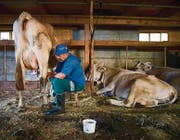 Reportage Alpsommer: Alpbetrieb (Bild: Urs Bucher (Urs Bucher))