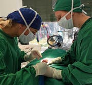 Tierärztin Gyselle van den Hurk (links) operiert im Schnitt zweimal am Tag in ihrer Kleintierklinik in Rorschach. (Bilder: Lisa Wickart)