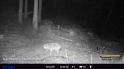 Am 12. März 2018 tappte in Ruggell gleich zweimal ein Goldschakal in die Fotofalle. (Bild: Amt für Umwelt FL)