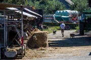 Der Hof von Ulrich K. in Hefenhofen: Eine Untersuchungskommission nimmt den Fall nun unter die Lupe. (Bild: CHRISTIAN MERZ (KEYSTONE))