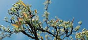 Zurzeit entfalten sich die Blüten der Apfelbäume. (Bild: Donato Caspari)