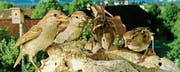 Jungvögel der Haussperlinge bleiben, nachdem sie flügge geworden sind, einige Tage an den gelblichen Schnabelwülsten erkennbar. (Bild: Harald Bühler)