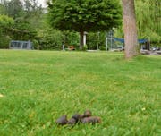 Plakate sollen auf das Hundekot-Problem in der «Chloose» aufmerksam machen. (Bild: PD)