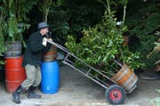 Viele mediterrane Topfpflanzen vertragen keinen Frost. Sind sie jetzt schon draussen, müssen sie geschützt werden. (Bild: Trix Niederau/Archiv)