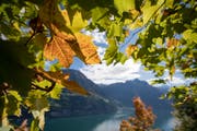 Herbstblätter und im Hintergrund der Urnersee. (Bild: KEYSTONE)