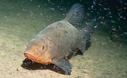 Die karpfenartige Schleie ist ein im Bodensee gefährdeter Speisefisch.
