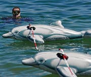 Einer der Tierschützer hält die Delphin-Kette. (Bild: Reto Martin)
