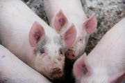 In der Schweinemast geht es um viel Geld - der Verurteilte muss den überhöhten Verkaufserlös nun zurückzahlen. (Bild: Michel Canonica (Symbolbild))