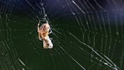 Die Spinne hat ihr Netz gebaut und fette Beute gemacht. (Bild: Monika von der Linden)