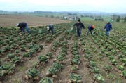 Landwirtschaftliches Personal muss beim Kanton St.Gallen 48 Stunden pro Woche arbeiten. (Symbolbild/Nana do Carmo)
