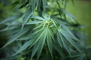 Eine Pflanze als Dauerthema: Cannabis. (Bild: A3250/_OLIVER BERG (DPA dpa))