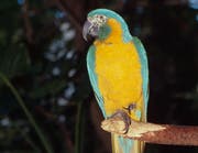 Blue-throated macaw (Ara glaucogularis); Bolivia (Bild: WWF Schweiz)
