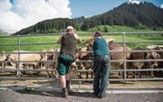 Auf die Landwirte könnte in einigen Jahren erneut eine Reform der Agrarpolitik zukommen. (Bild: Arno Balzarini/Keystone (St. Antönien GR, 12. Juni 2014))