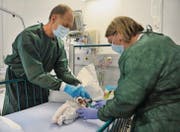 Chefarzt Christoph Stüssi und Anja Lehnhardt, Stationsleiterin der Kinderklinik, demonstrieren ihre Arbeit an einer Puppe. (Bilder: Nana do Carmo)