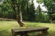 In Uesslingen-Buch steht ein Friedwald. (Bild: Donato Caspari)