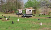 Das Federvieh geniesst seinen Auslauf vor den mobilen Ställen. (Bild: PD/Ulrich Pfändler)