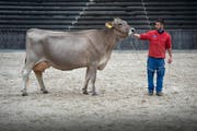 Eine Kuh an der Olma: Die Drehvorlage für "Cowgirl" von Marc Vogel handelt von einer kleinen Reiterin, die mit einer Kuh zur Olma aufbricht, um dort einen Schönheitsconcours zu gewinnen. (Bild: Ralph Ribi)