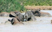 Elefanten baden in einem künstlich angelegten Wasserloch im Addo Elephant Park in Südafrika. (Bild: Juliette Irmer)