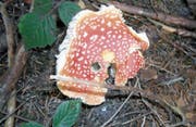Der Fliegenpilz ist giftig für Menschen. Man sollte ihn trotzdem stehen lassen; in dessen Nähe wachsen oft Steinpilze. (Bild: Margrith Widmer)