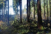 Wo vor wenigen Tagen noch dichter Wald stand, ist eine Schneise entstanden. Die umgestürzten Bäume liegen kreuz und quer am Boden. (Bild: Corinne Hanselmann)