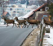Rothirsche überqueren die Hauptstrasse in Gams. (Bild: PD (Januar 2012))