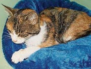 Wer kennt diese Katze, die in Buchs gefunden wurde? (Bild: pd)